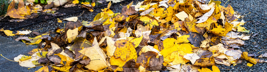 Fall garden cleanup and maintenance, pile of yellow leaves of a Chinese Tulip Tree, Liriodendron...