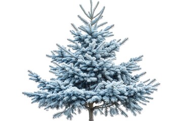 Fototapeta premium blue spruce tree with blue needles isolated on white background