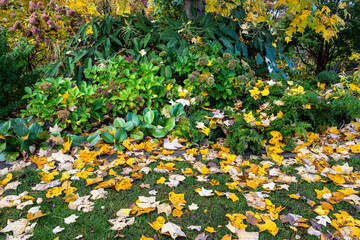Obraz premium Fall color, yellow leaves of a Chinese Tulip Tree, Liriodendron Chinense, in an autumn garden, leaves falling on plants and lawn, as a nature background 