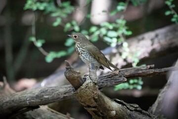 Swainson's Thrush