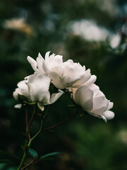 Obraz premium white rose flower