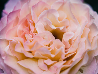 pink rose close up