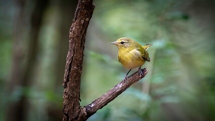 Tennessee Warbler