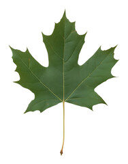 Fototapeta premium Single green maple leaf on white background, botanical study. Nature and ecology concept
