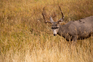mule deer