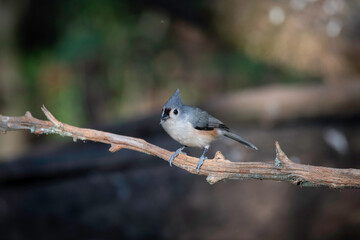 Tufted Titmouse