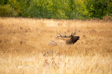 elk in the grass
