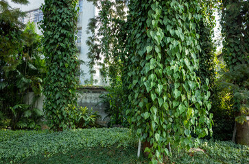Lush, green vines of Epipremnum, commonly known as pothos or devil's ivy, with their heart-shaped leaves, densely covered the tall tree trunks in the verdant outdoor garden in a public park.