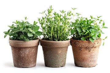Fototapeta premium Fresh herbs growing in small pots