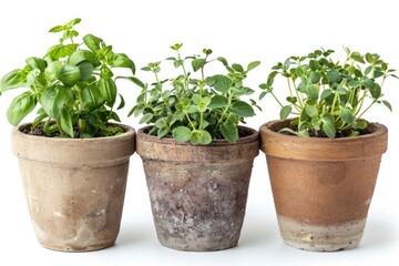 Fototapeta premium Fresh herbs growing in small pots