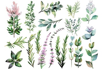 Fototapeta premium Rosemary isolated on white background. Top view. Flat lay.