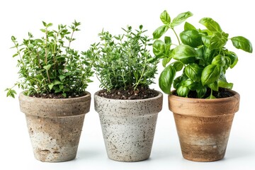 Naklejka premium Fresh herbs growing in small pots