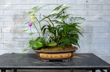 Traditional Chinese bonsai composition featuring orchids,Common asparagus fern and tropical plants in a ceramic pot with calligraphy an elegant blend of ornamental horticulture and Asian garden art