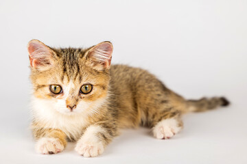 In this charming cat portrait, an isolated, little grey Scottish Fold kitten stands on a white background, radiating cheerfulness and playfulness.
