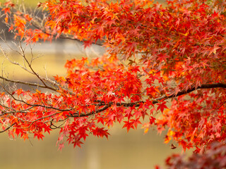 奈良公園大仏池の鮮やかな紅葉