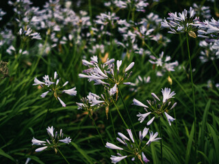 Agapanthus flowers in the garden