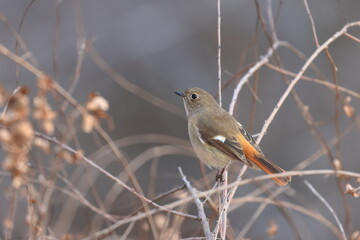 Daurian Redstart watching over her territory