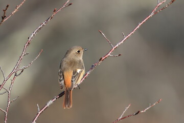 Daurian Redstart watching over her territory
