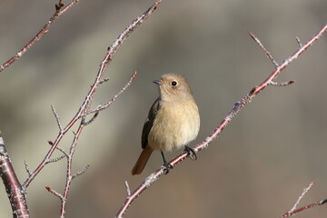 Daurian Redstart watching over her territory