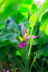 Beautiful banana flower with green leaves