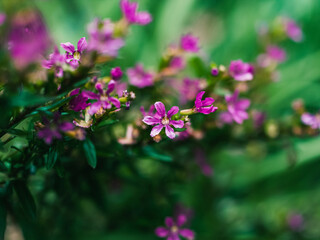 Pink flowers in the garden