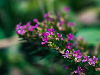 Pink flowers in the garden