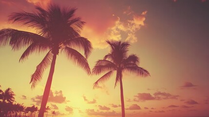 Tropical Sunset Silhouette Palm Trees Peaceful Sky