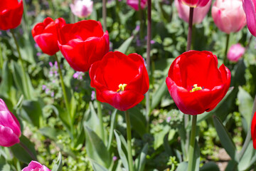 Fototapeta premium Beautiful tulip flower garden. The Expo 70 Commemorative Park, Osaka, Japan