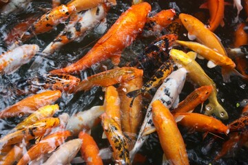 Colorful Koi Fish Swimming in Pond