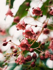 Flowers in the garden