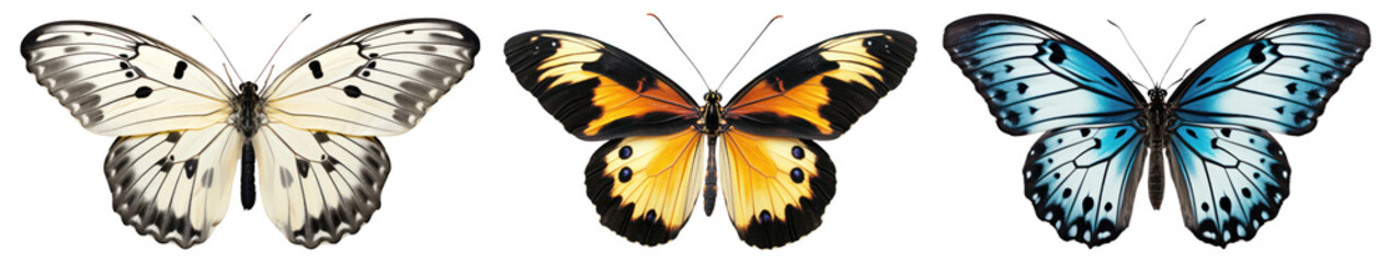 Vintage butterfly animal png cut out element set, transparent background