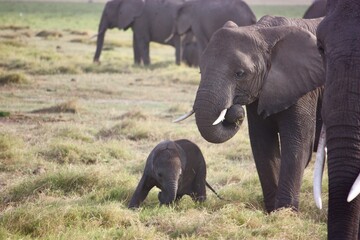 African Elephants in Natural Habitat