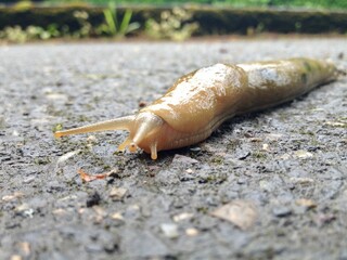 Banana Slug on Pavement