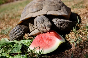 Desert Tortoise Enjoying Watermelon