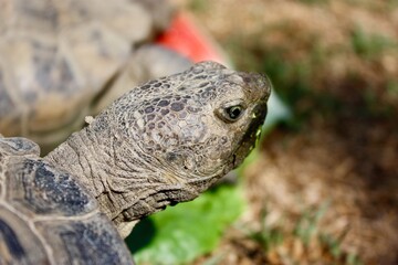 Close-up of a Desert Tortoise in Natural Habitat