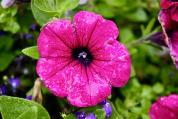 Pink Petunia Flower with Dew Drops
