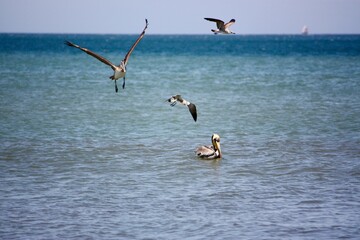 Brown Pelican and Seagulls Over Ocean Water