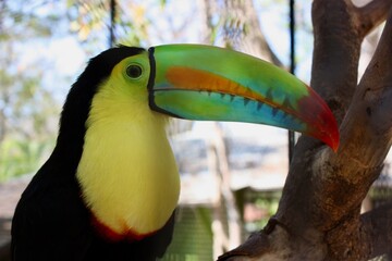 Keel-billed Toucan Close-Up
