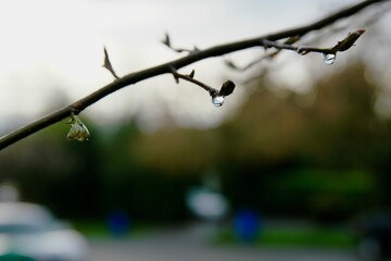 Water Droplet on Tree Branch