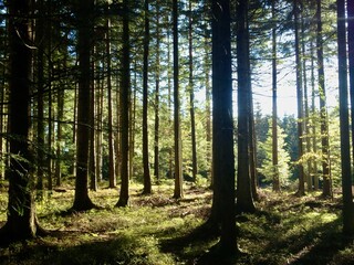 Sunlit Forest Scene