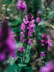 Salvia flower