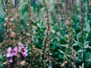 flowers in the garden