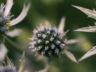 Close up of a flower