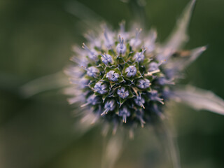 Close up of a flower