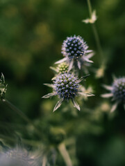 Close up of a flower