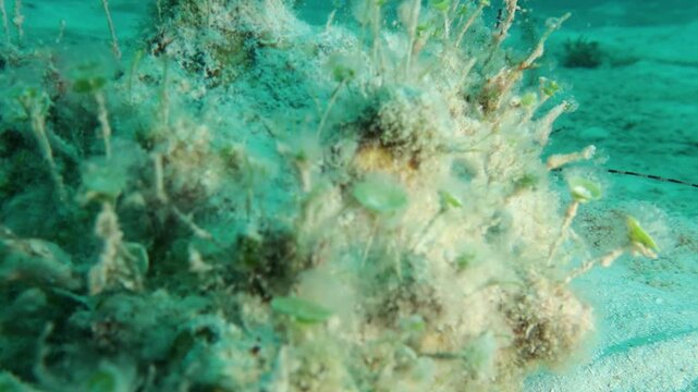 cangrejo ermita&ntilde;o (dardanus venosus) y su concha cubierta de algas