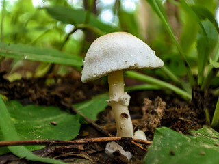 Mushroom in the forest on a natural background, macro