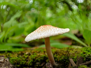 Mushroom in the forest on a natural background, macro