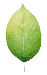 Obraz premium PNG Leaf plant.