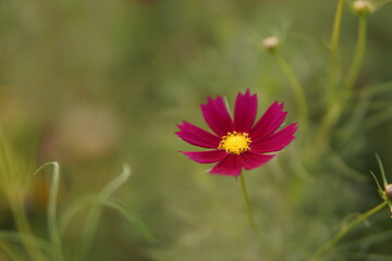 Obraz premium red/pink flower